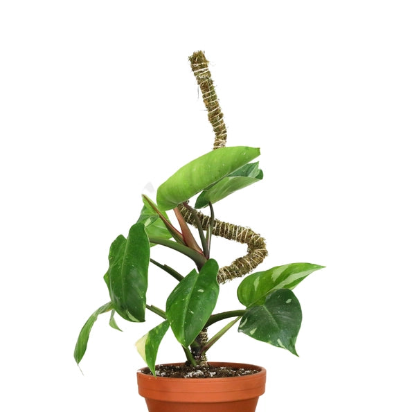Mossify Bendable Moss Pole