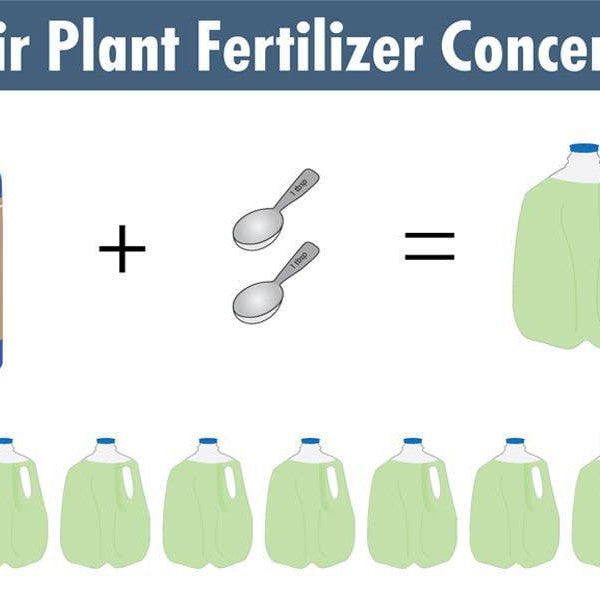 Air Plant Weekly Fertilizing Spray Concentrate