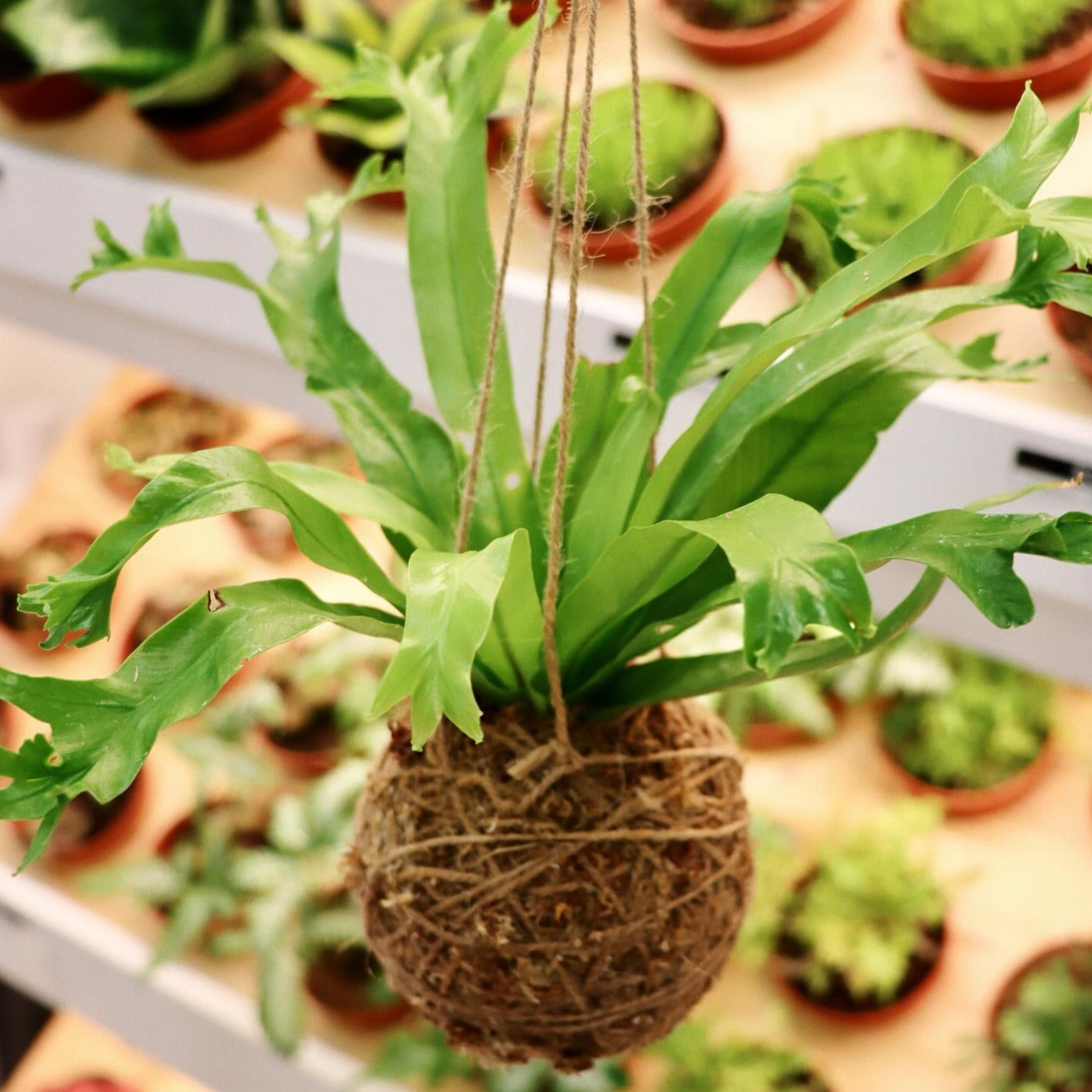 Hanging Kokedama Workshop