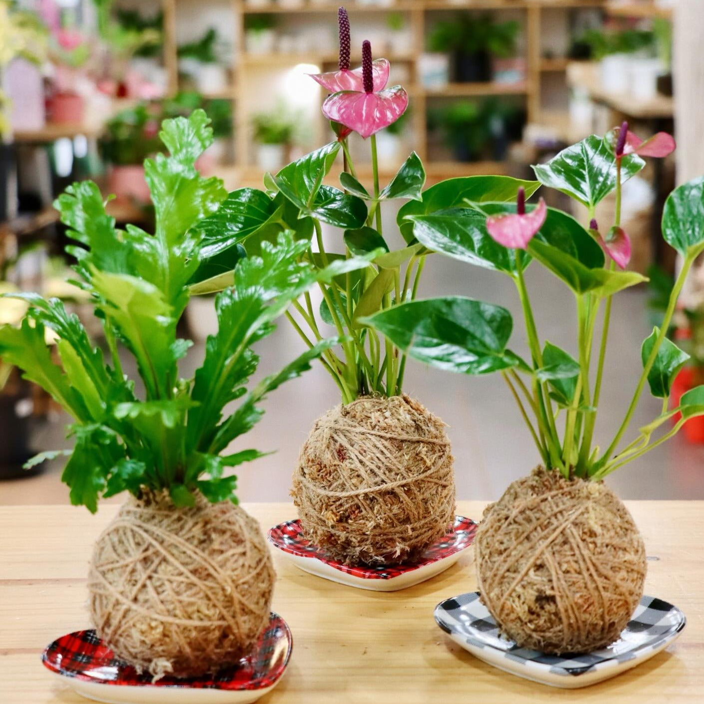 Kokedama Workshop