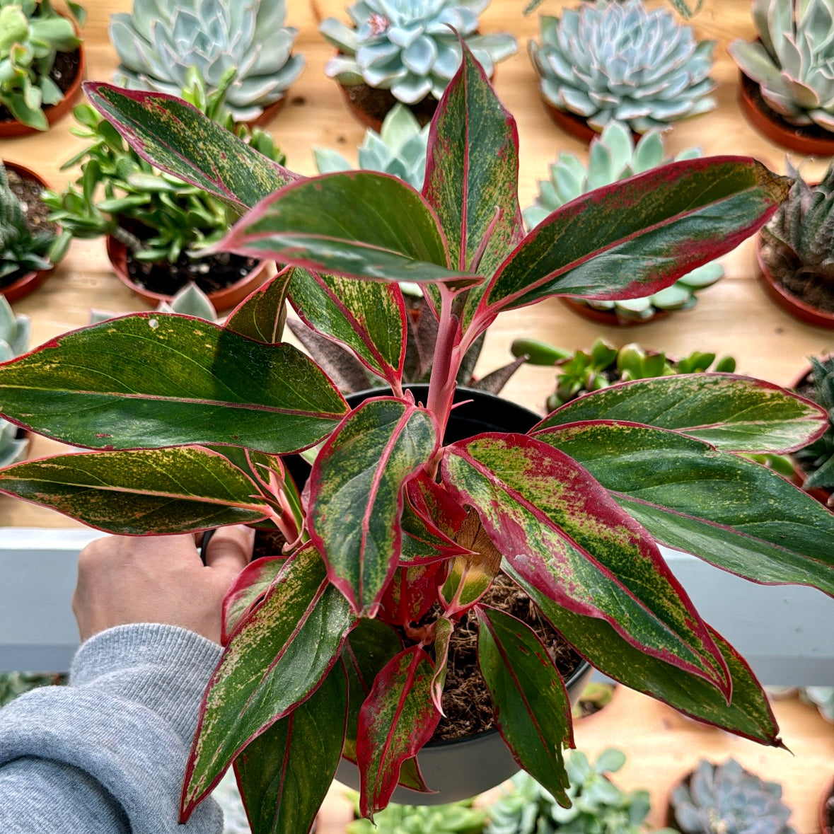 Aglaonema, "Siam Aurora"