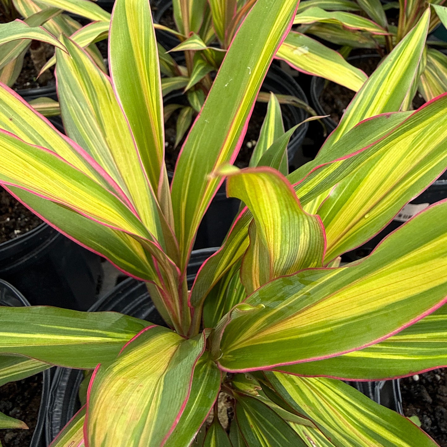 Ti Leaf 'Kiwi'