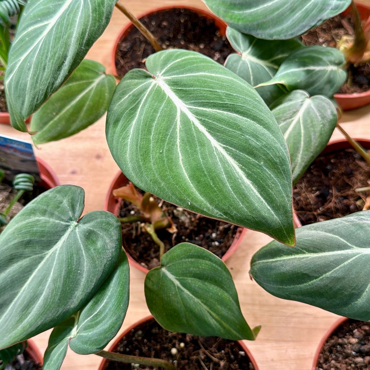 Philodendron gloriosum