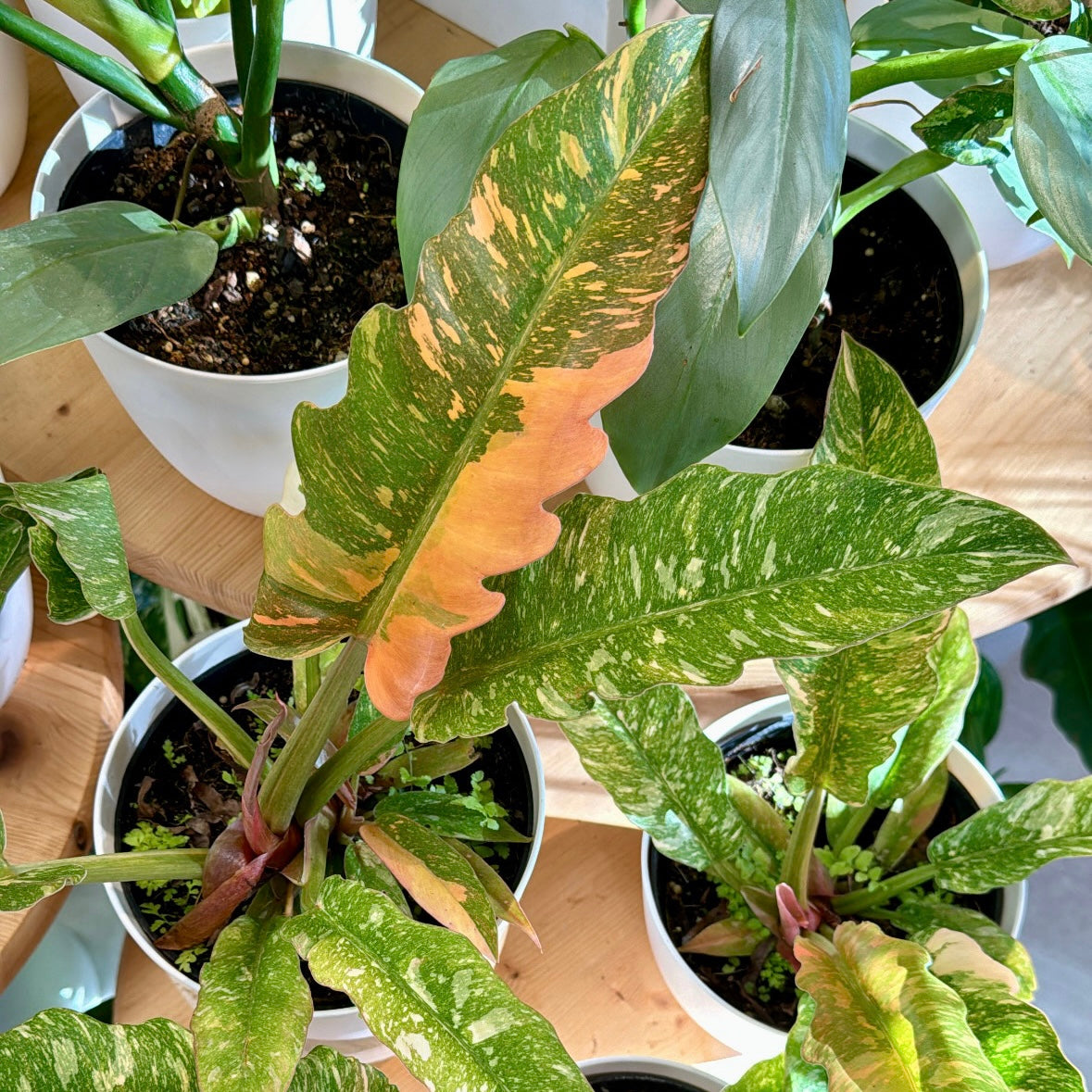 Philodendron tortum x wendlandii, "Ring of Fire"