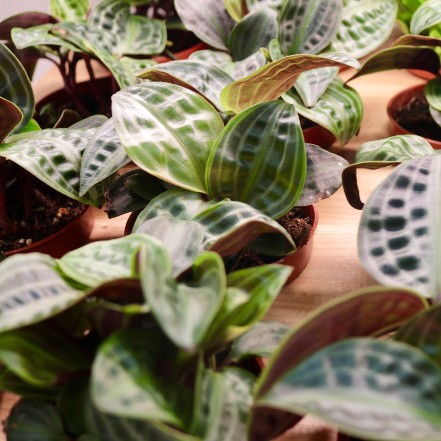 Geogenanthus poeppigii "Seersucker Plant"