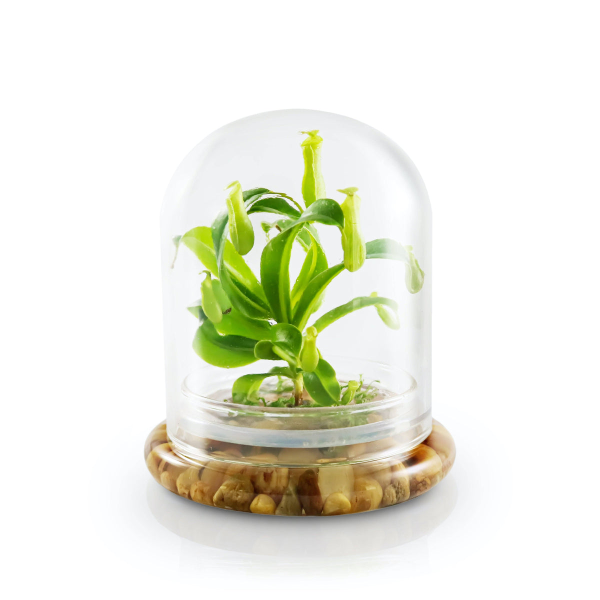 Live Pitcher Plant Terrarium, Nepenthes Tobaica with Moss