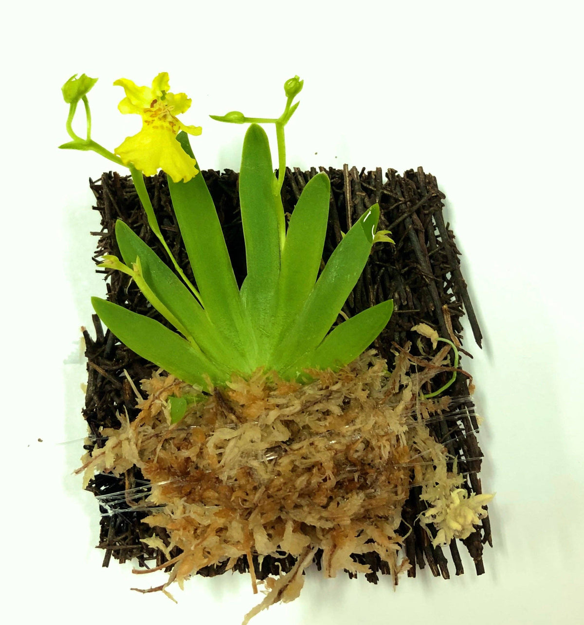 Psygmorchis Pusilla ʻMiniature Oncidium Orchid ʻ (Wood Mount)