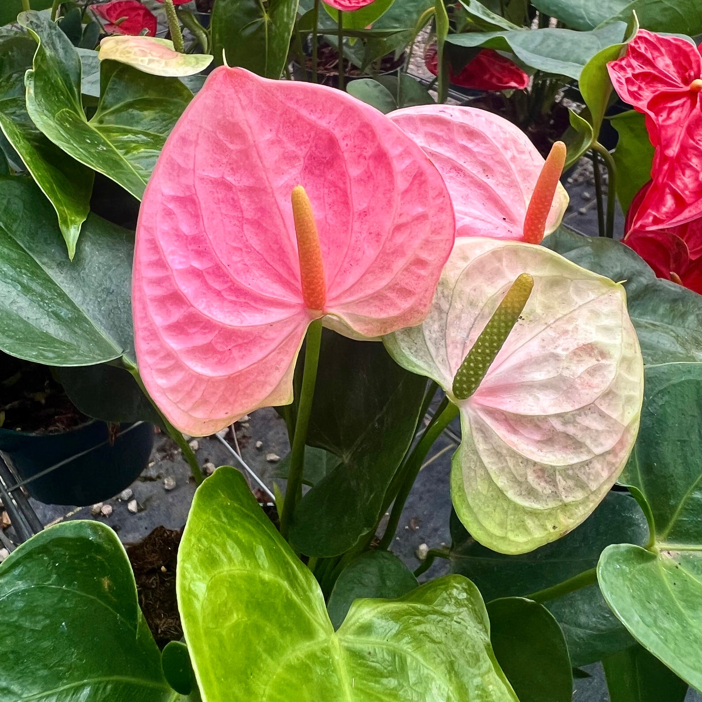 Anthurium, "Sweet Dreams"
