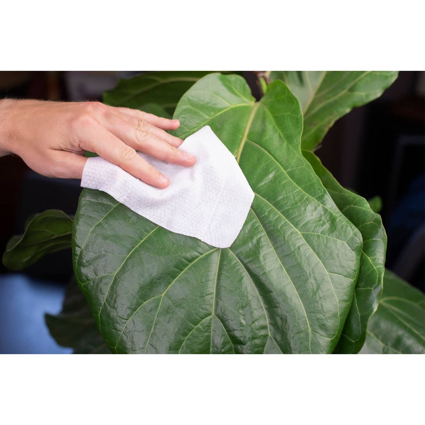 Houseplant Cleaning Wipes