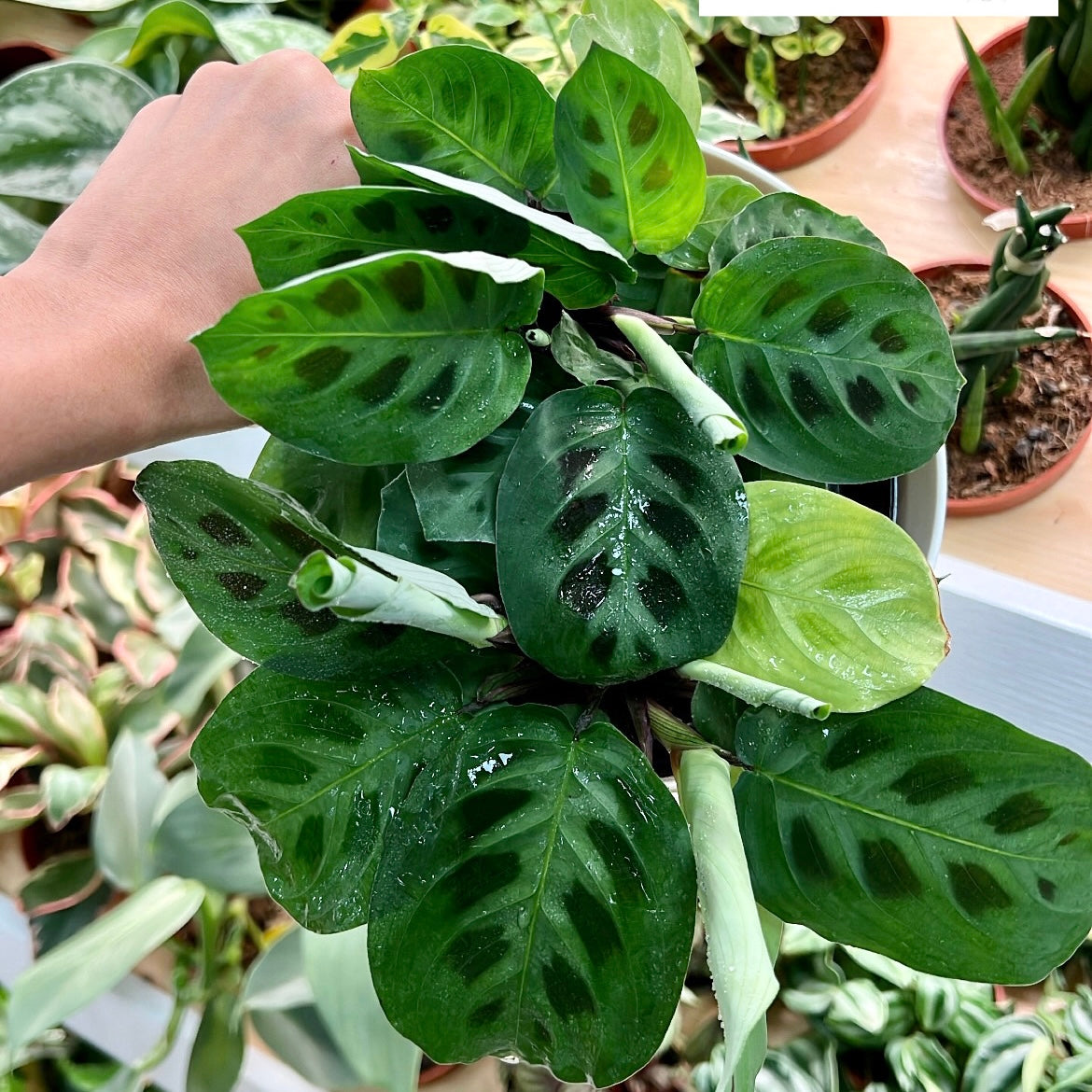 Maranta leuconeura, "Rabbit's Foot"