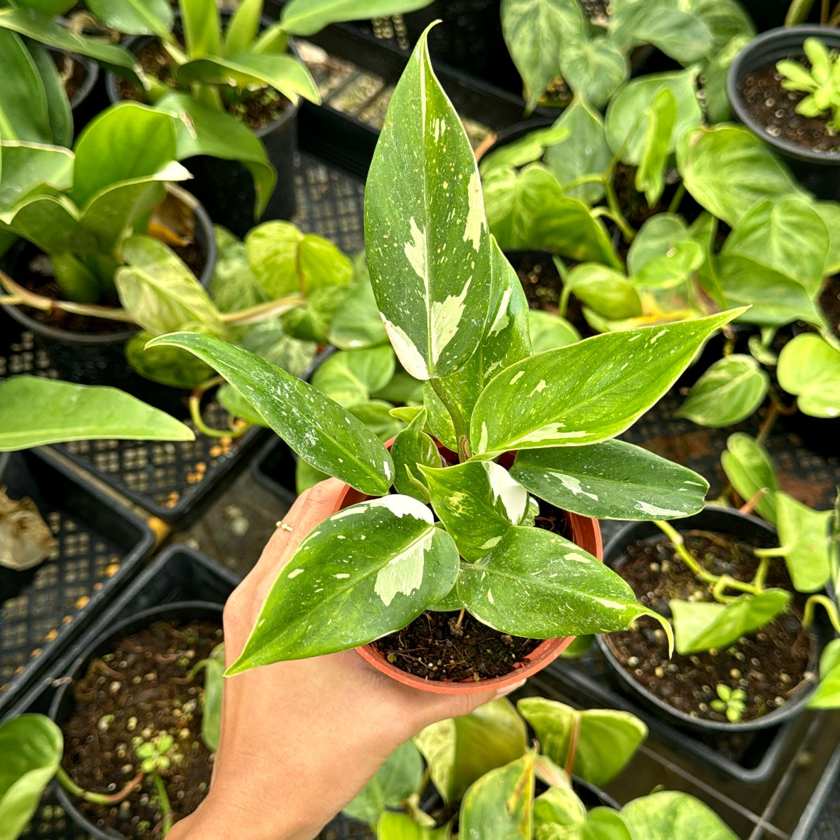 Philodendron erubescens 'White Princess'