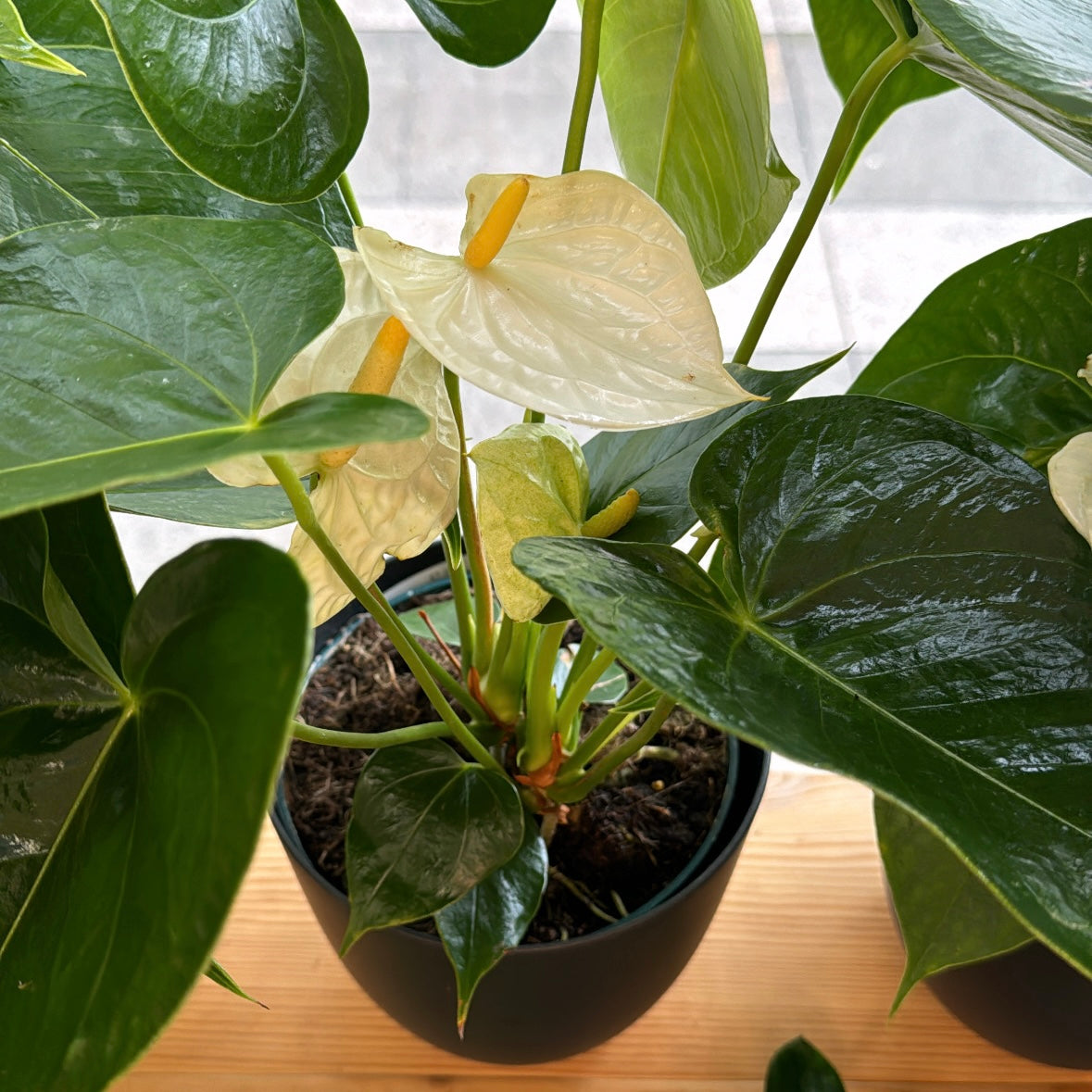 Anthurium, "Alaska"