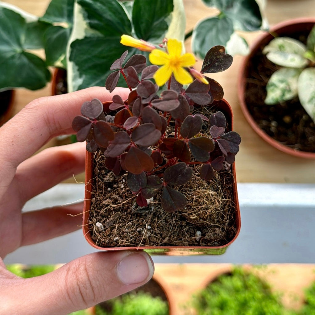 Oxalis Triangularis