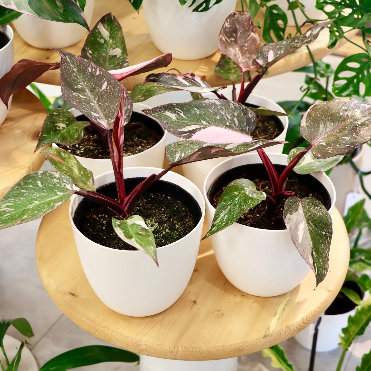 Philodendron erubescens, "Pink Princess Marble"