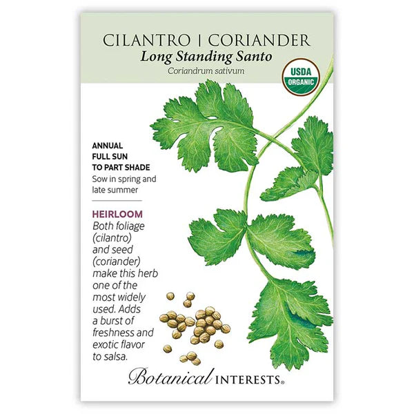Cilantro seeds, "Long Standing Santo"