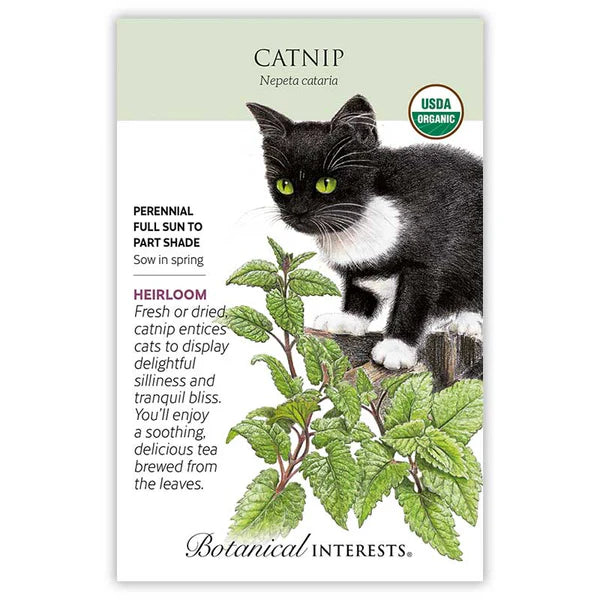 Catnip seeds