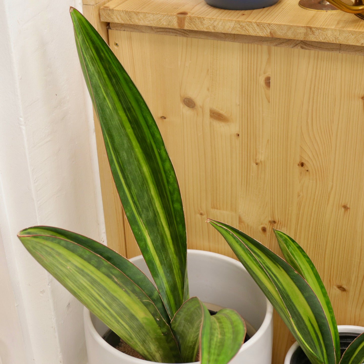 Sansevieria masoniana 'Whale Fin'