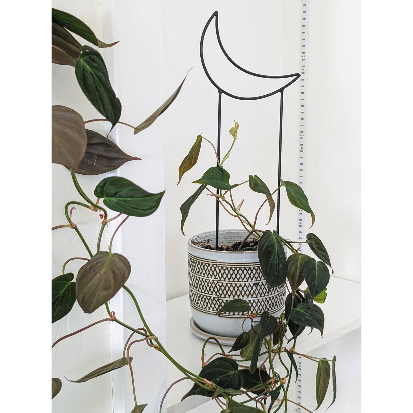 Metal Crescent Moon Trellis