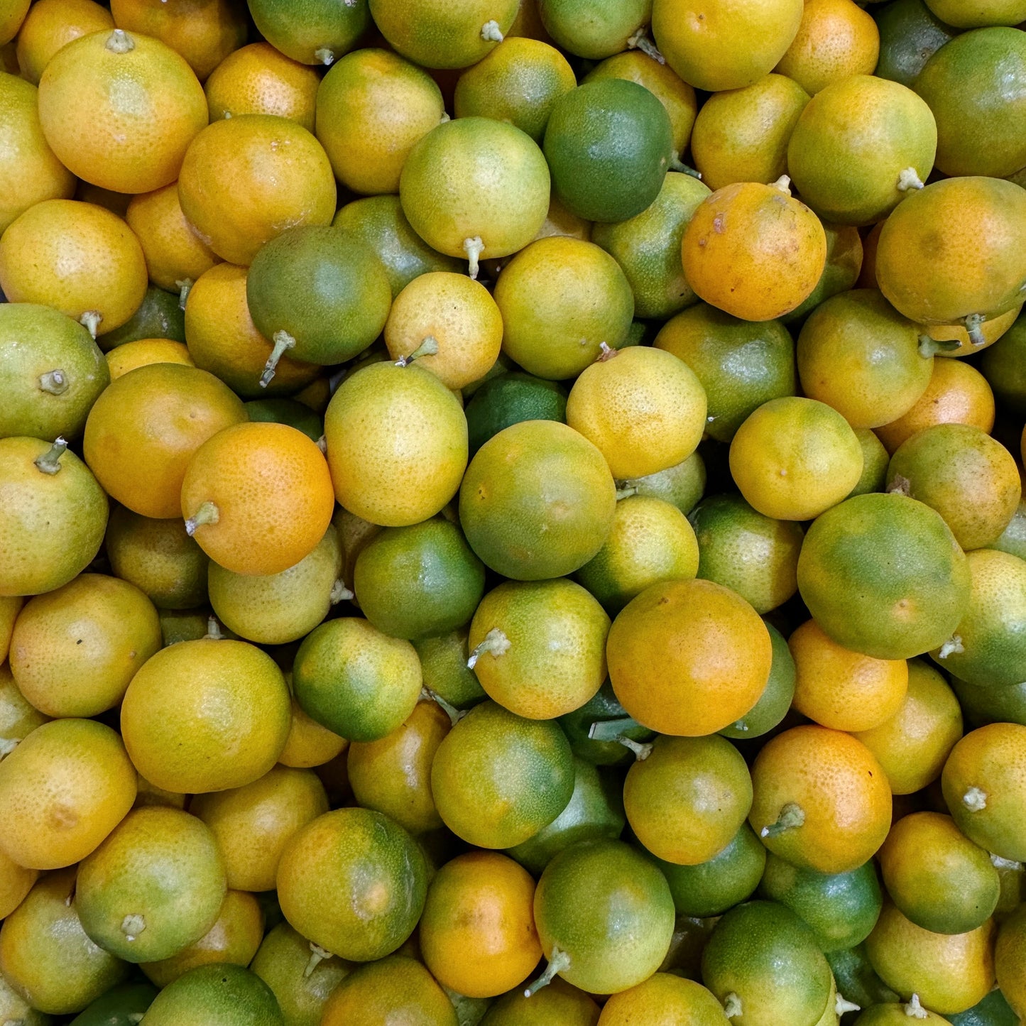 Calamansi