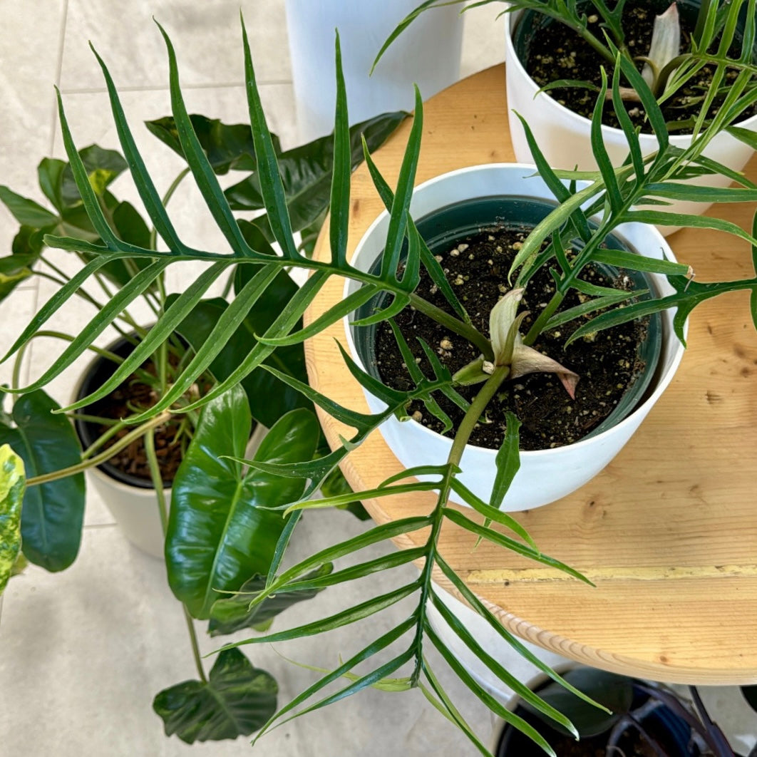 Philodendron deals tortum