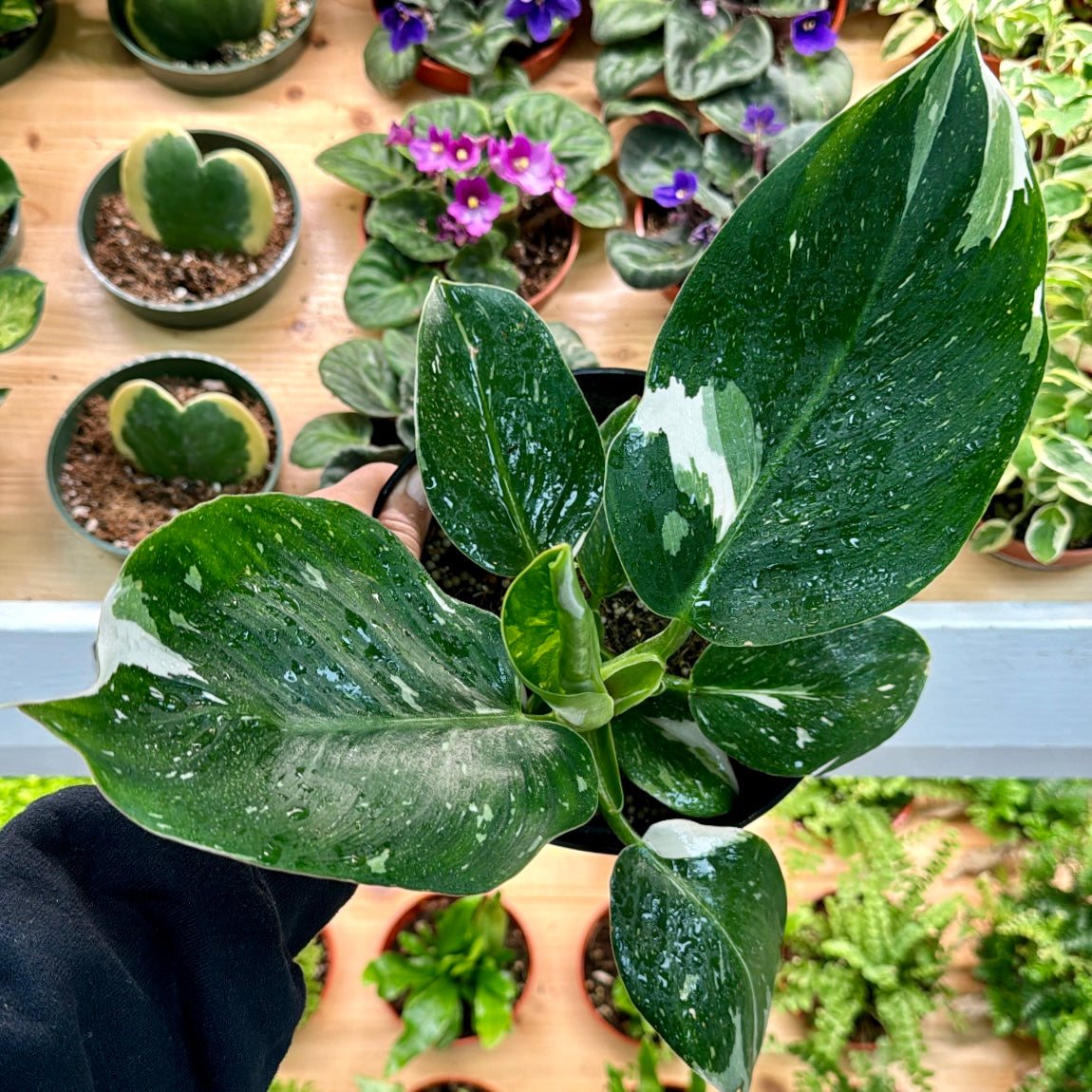 white wizard pothos Philodendron erubescens 'White Wizard' – Mari's Gardens