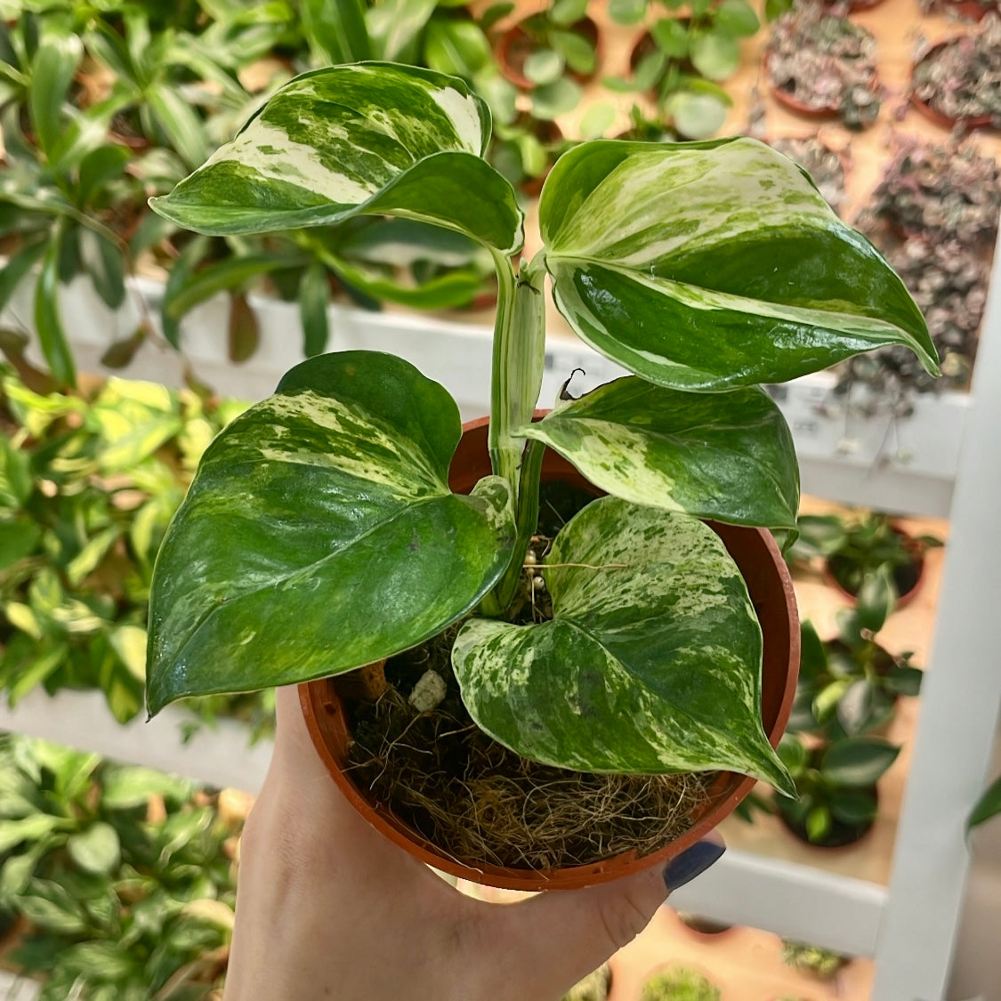 Epipremnum aureum ‘HANSOTI14’, "Manjula Pothos"