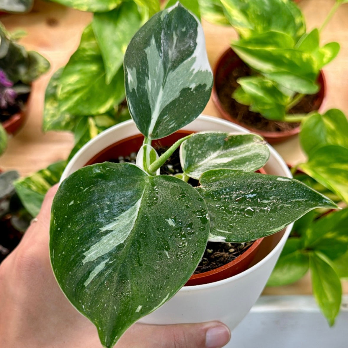 philodendron punctata Philodendron punctata