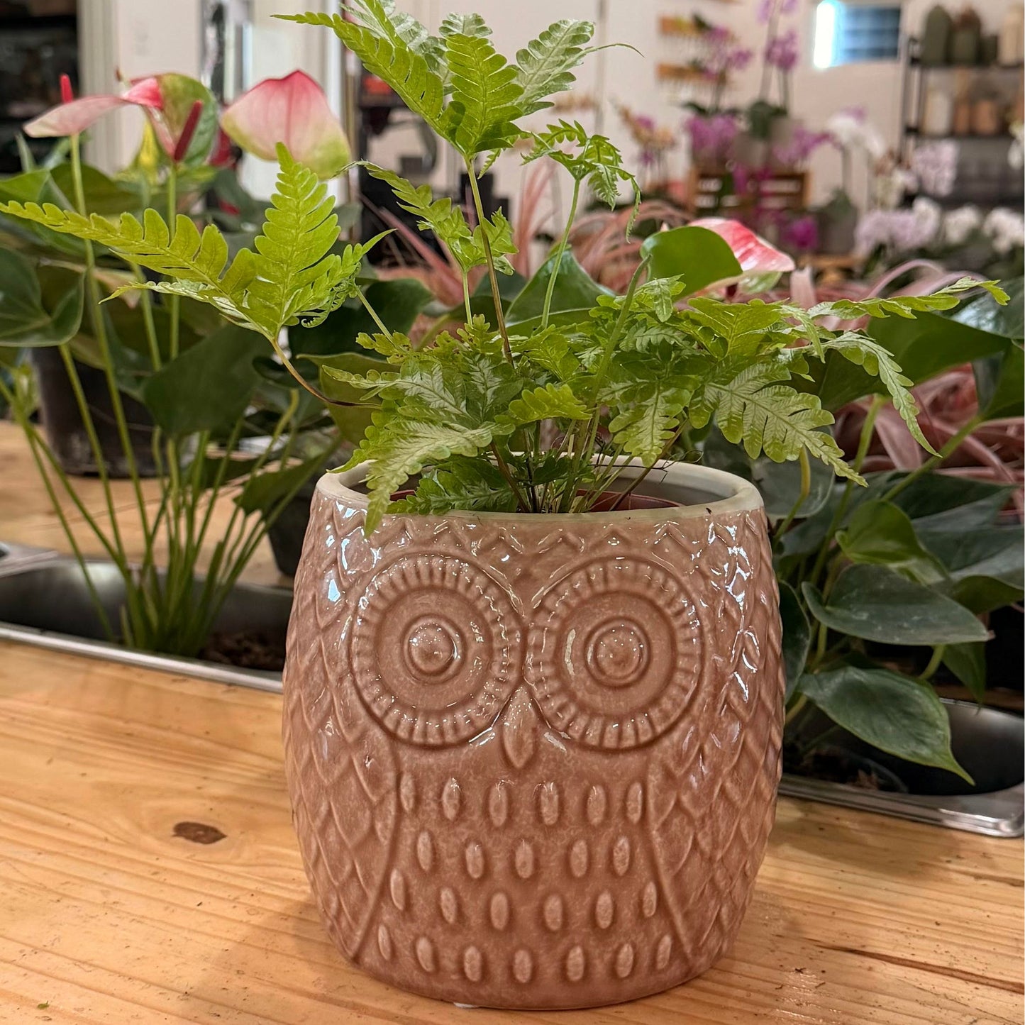 6" Owl Planter