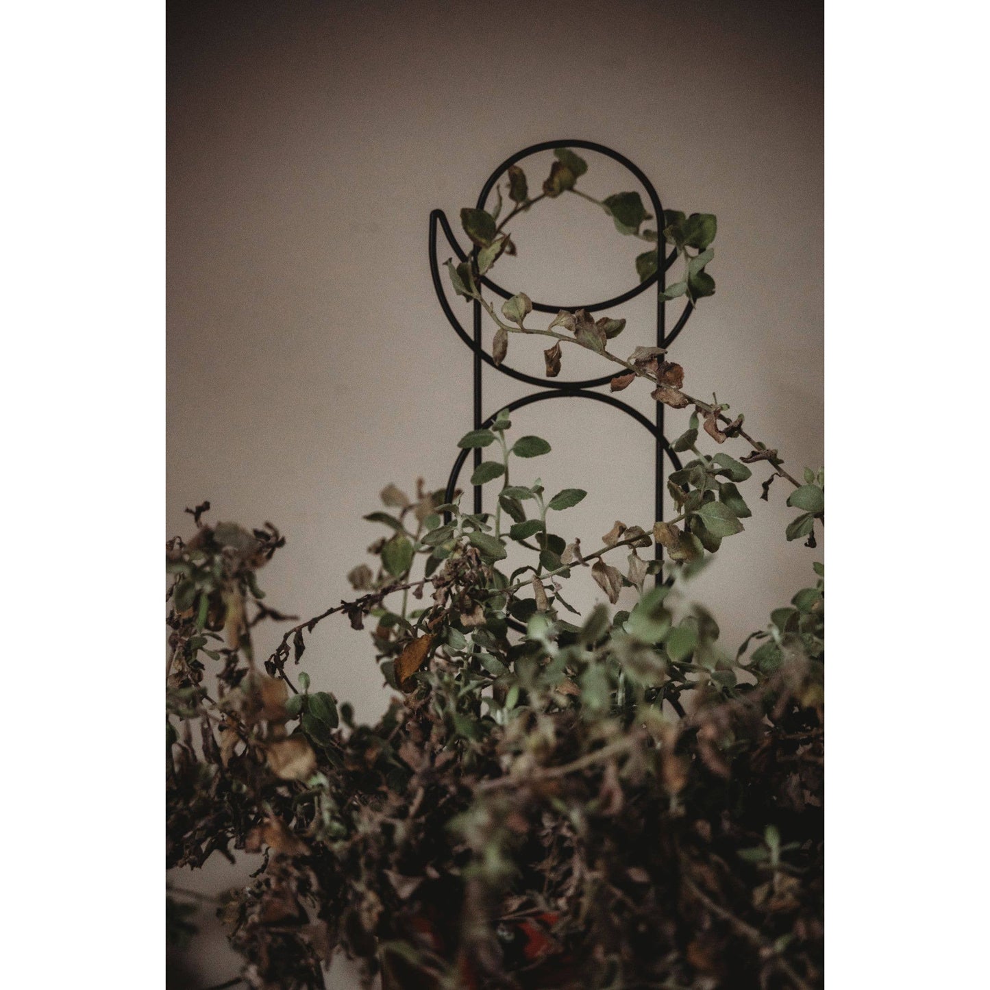 Metal Moon Phase Trellis
