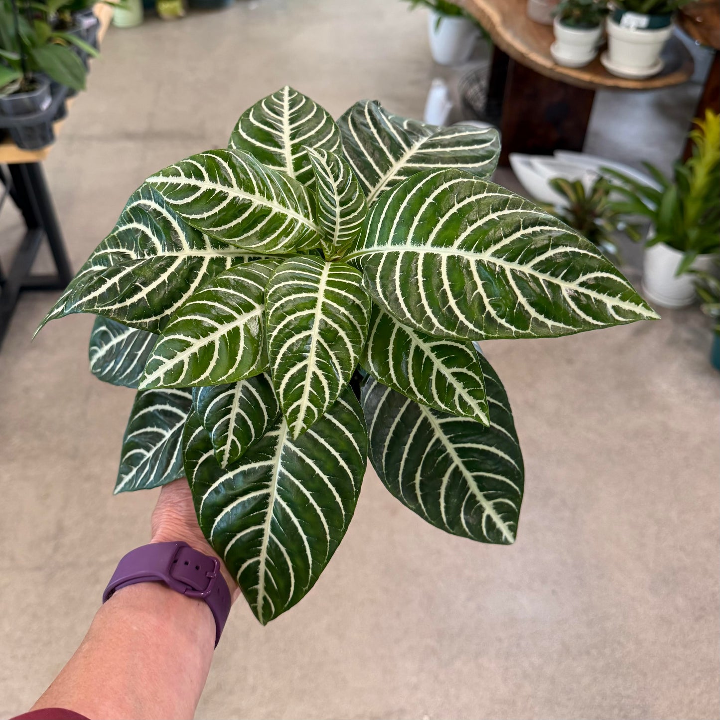 Aphelandra squarrosa 'Dania' (Zebra Plant)