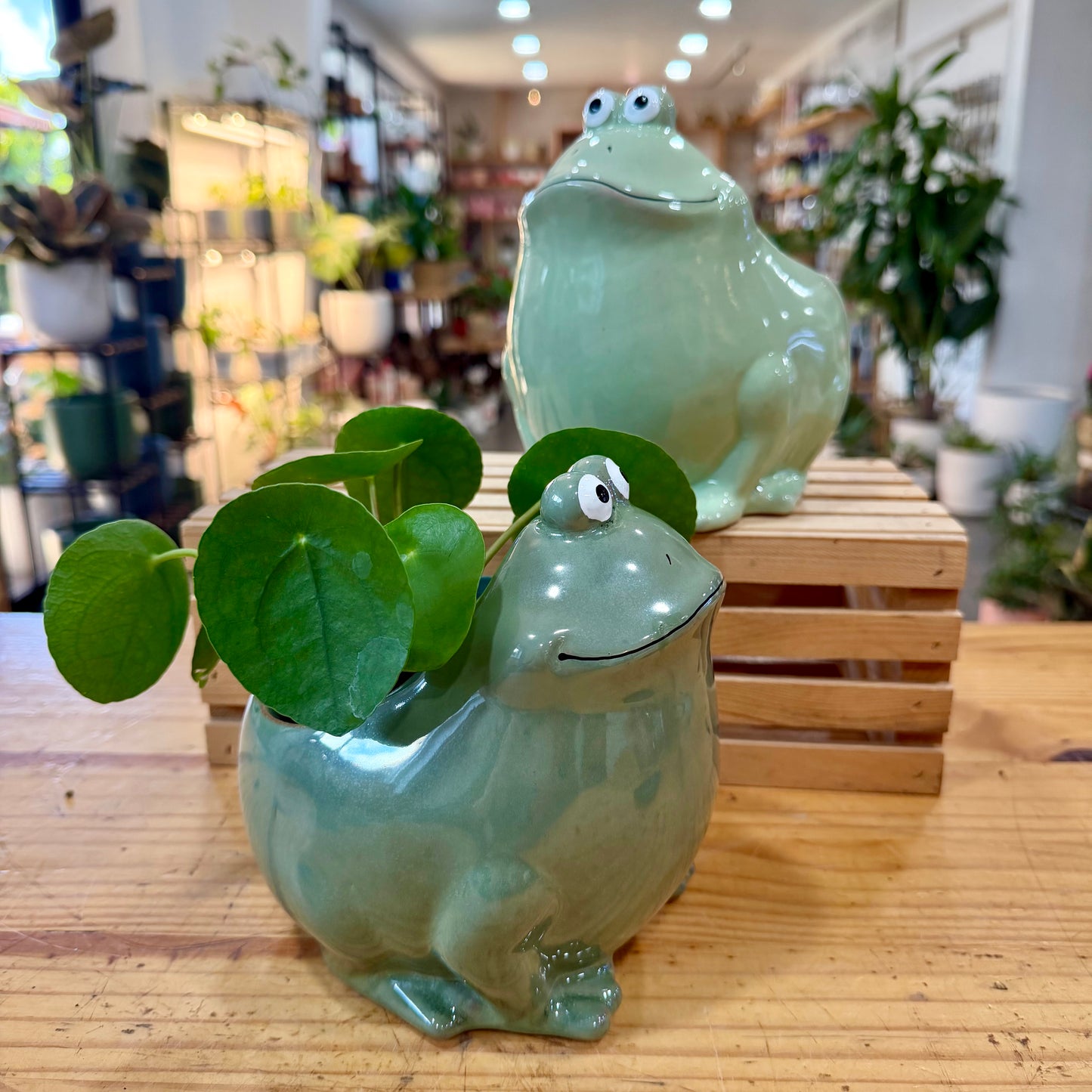 6" Frog Planter