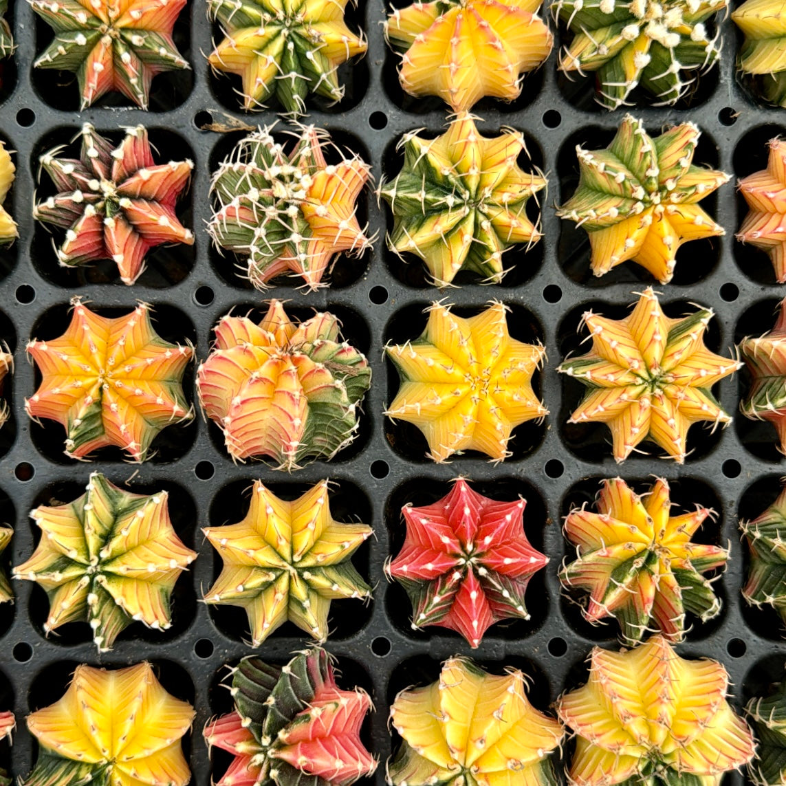 Cactus, Variegated