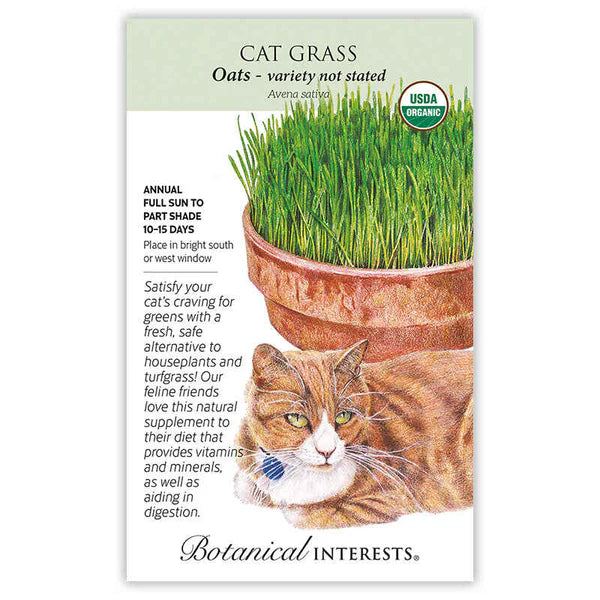 Cat Grass seeds, "Oats"