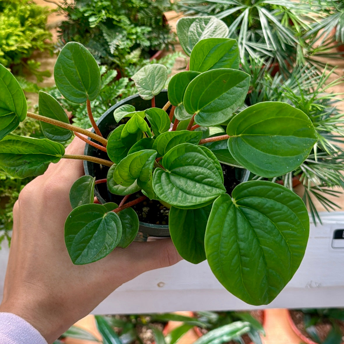Peperomia albovittata 'Rana Verde'