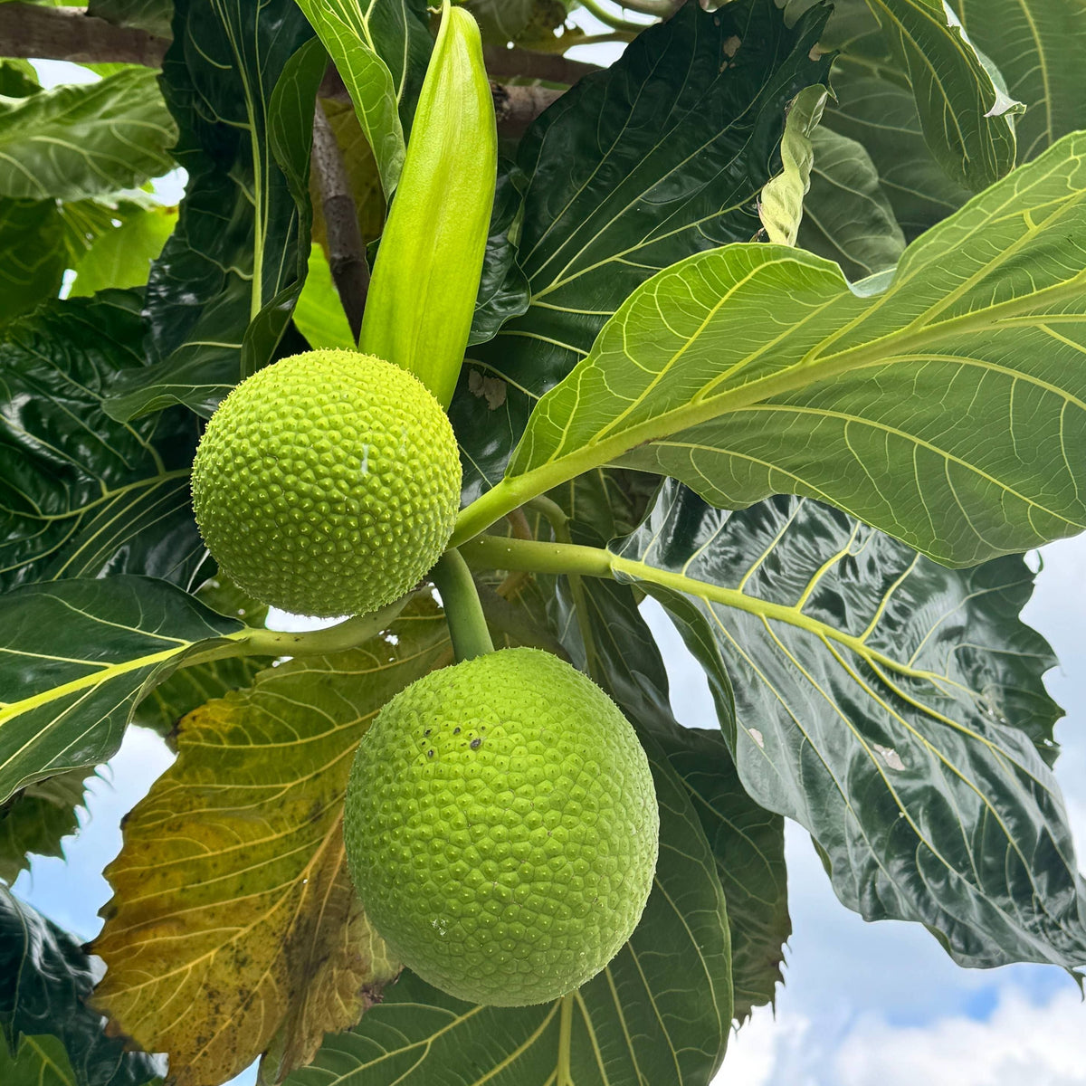 (Breadfruit) ʻUlu Bread Mix (GF/V)