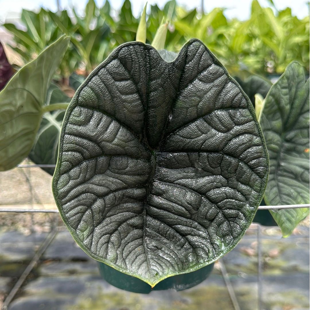 Alocasia melo aka Alocasia rugosa