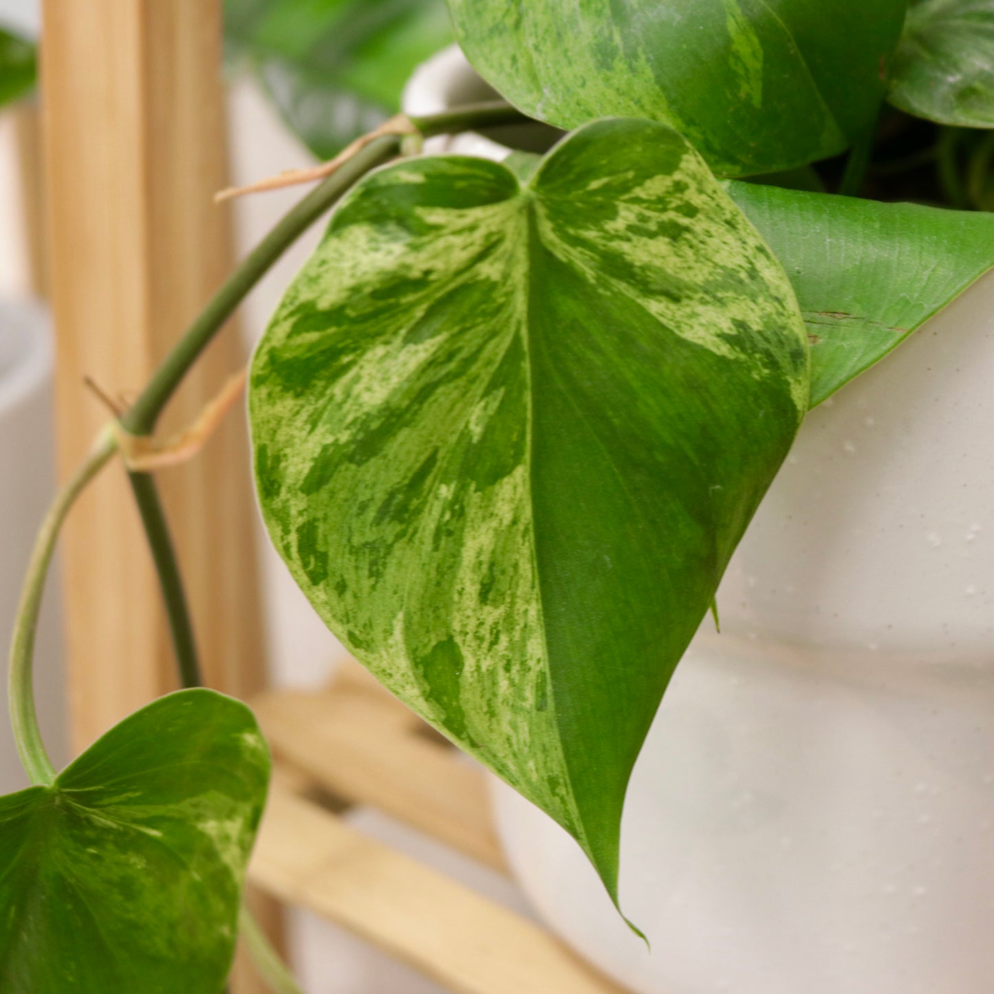 Philodendron hederaceum