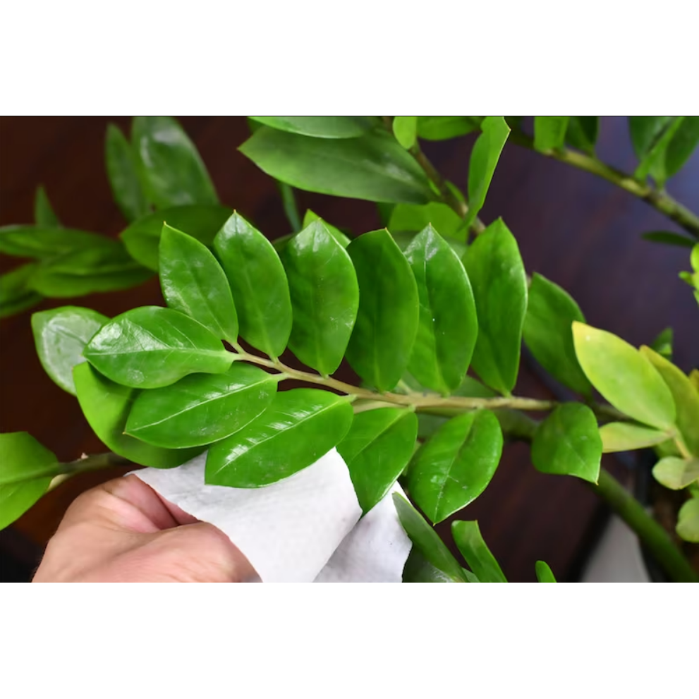 Houseplant Cleaning Wipes