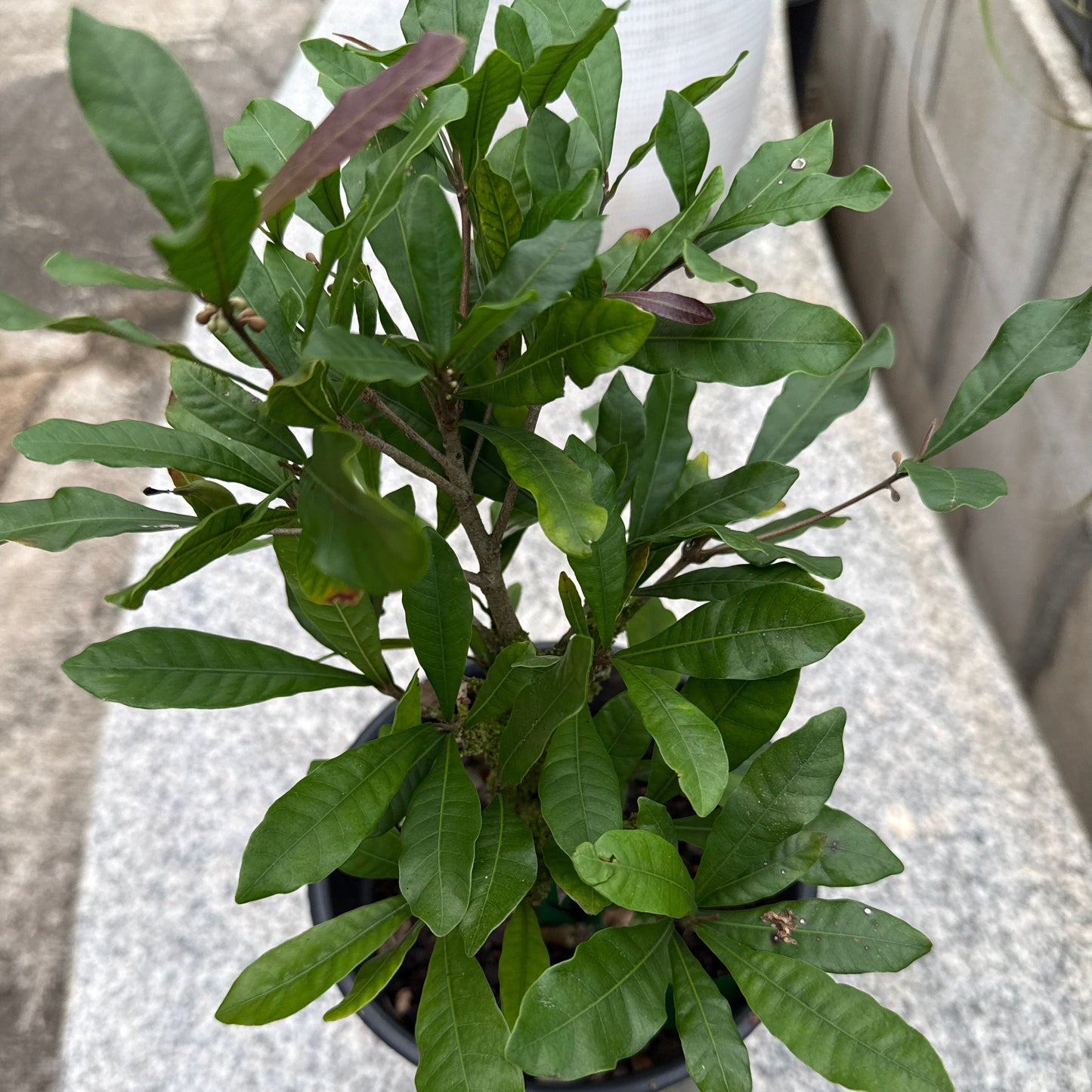 Miracle Berry Seedling