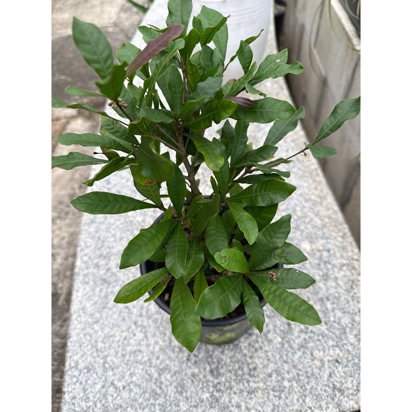 Miracle Berry Seedling