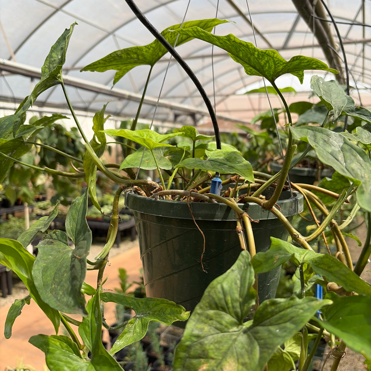 Syngonium podophyllum (Green Arrowhead Plant)