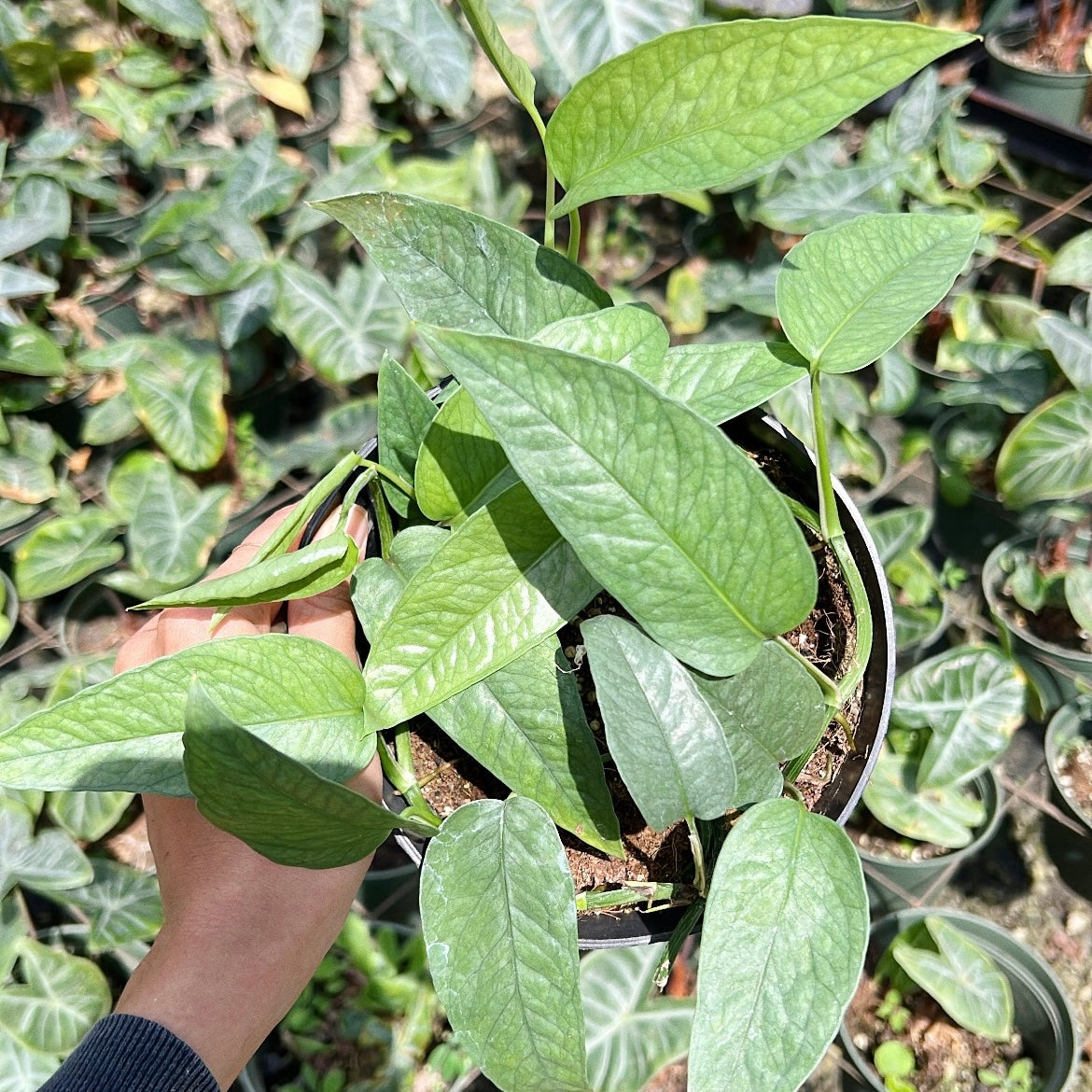 epipremnum pinnatum cebu blue pothos Epipremnum pinnatum "Cebu Blue"