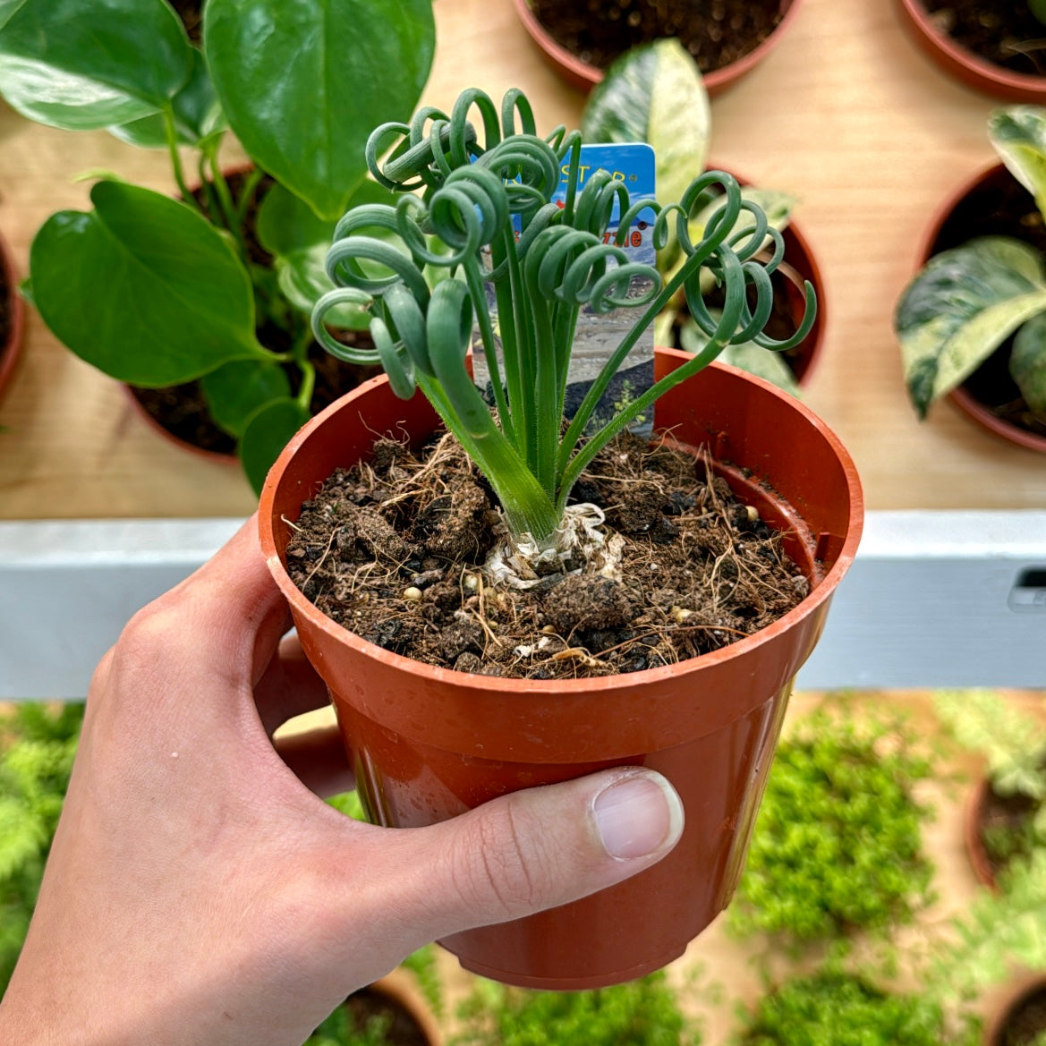 succulent frizzle sizzle Frizzle Sizzle – Mari's Gardens