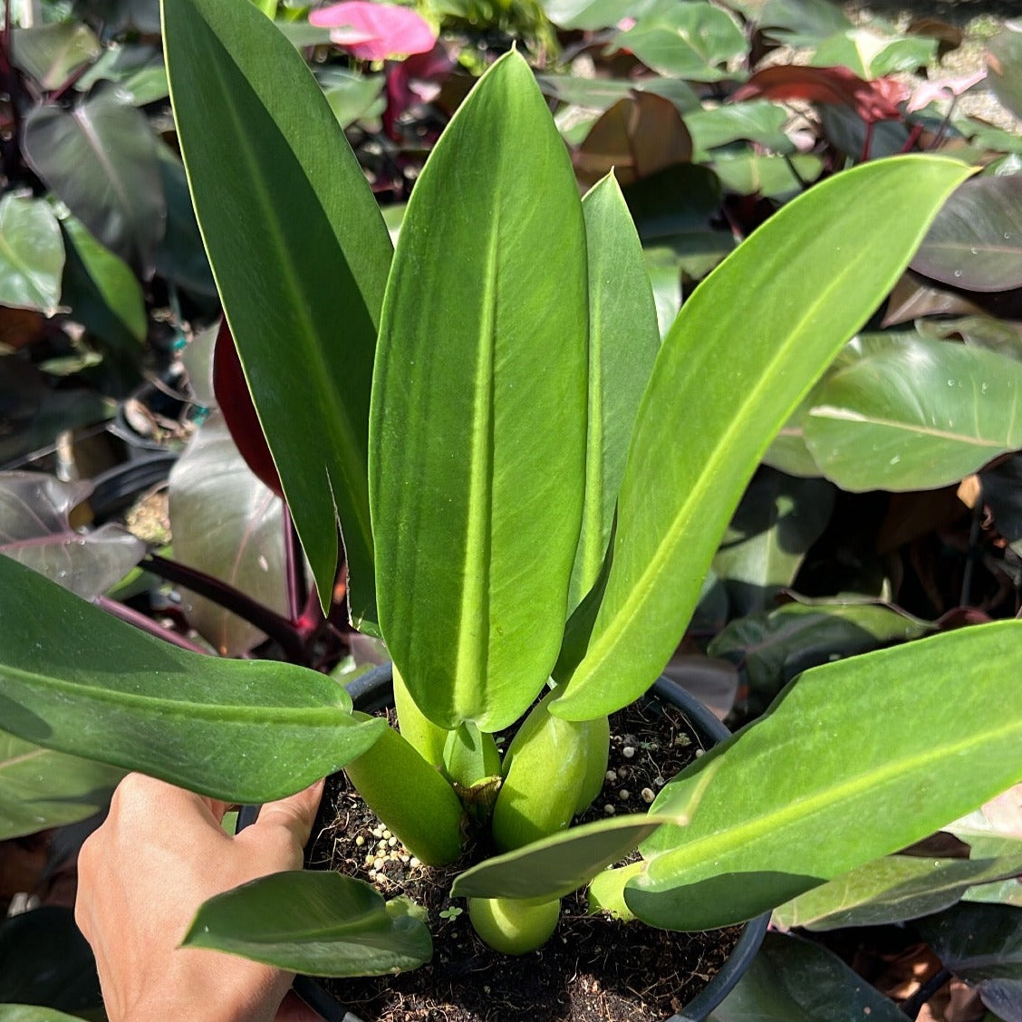 Philodendron martianum