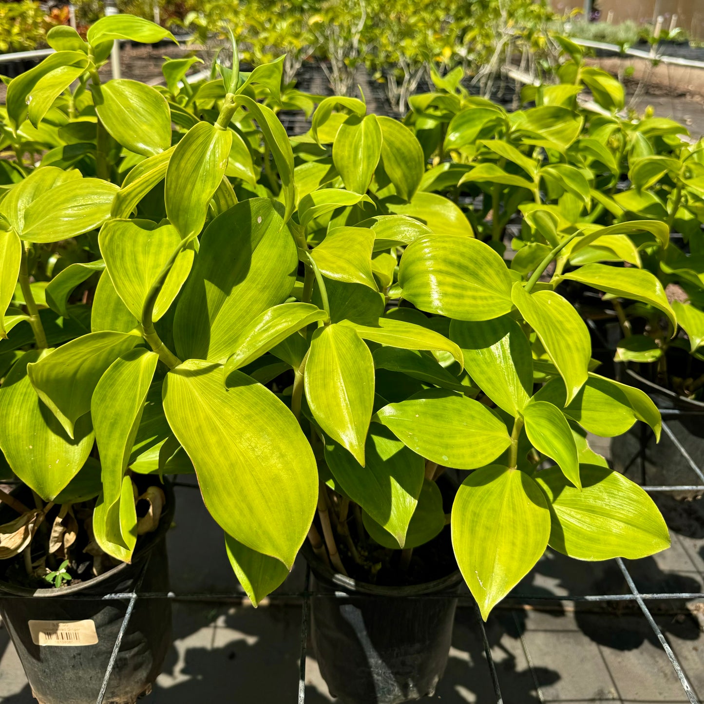 Costus spicatus, "Spiral Ginger", "Indian Head Ginger"