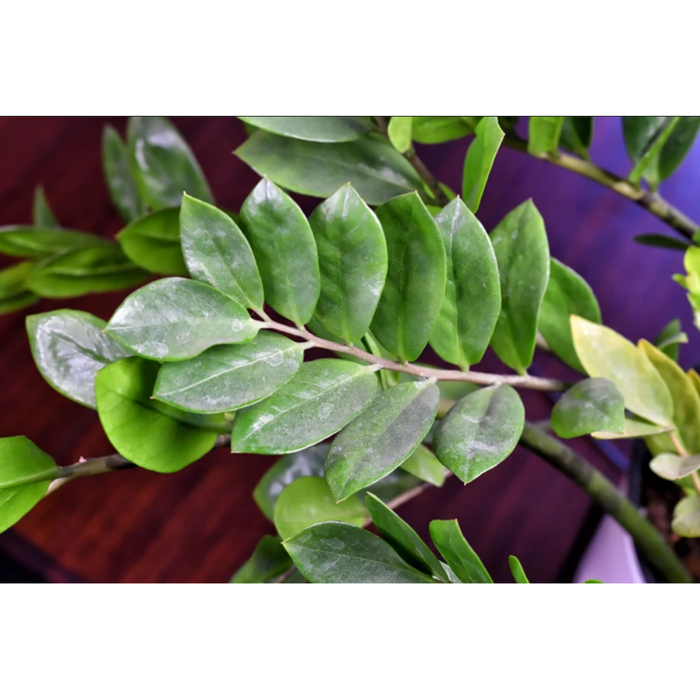 Houseplant Cleaning Wipes