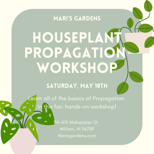 5/18 Houseplant Propagation Workshop (Mililani)