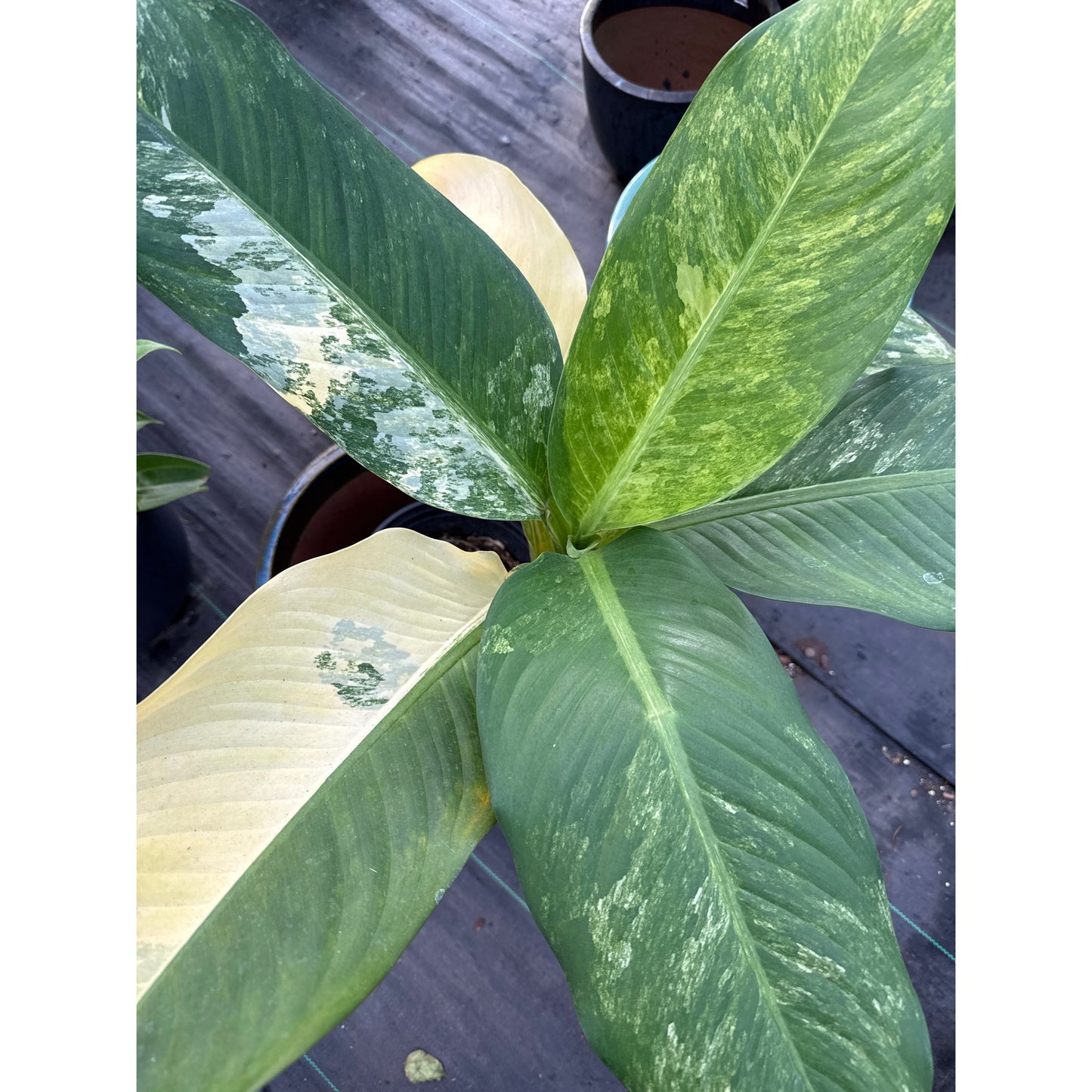 Dieffenbachia, Variegated