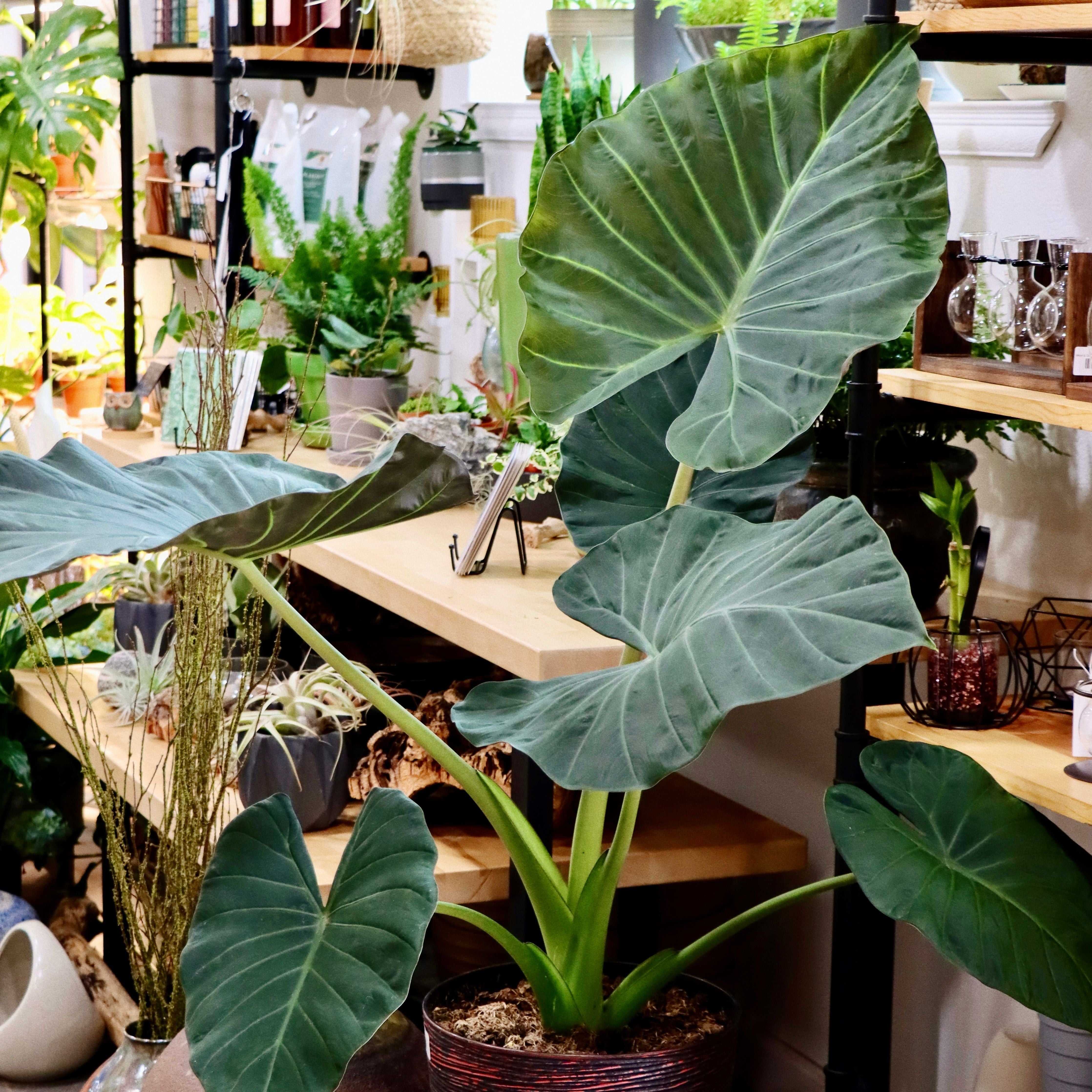 elephant ear plant alocasia regal shield Alocasia odorata x Alocasia reginula 'Regal Shield'