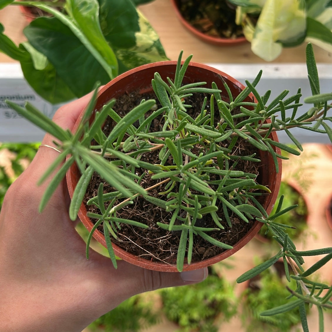 Rosemary, "Huntington Carpet"